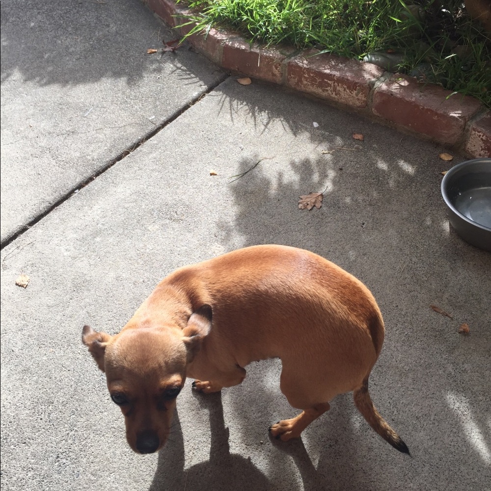 Meet your Posher, Lexi